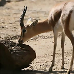 Zoo de Barcelona 13-03-11 656