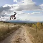 burro volando