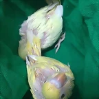 lutinos