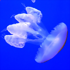 Lychnorhiza lucerna 2 (15-10-20 Acuario de Sevilla)