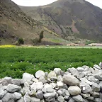 Paramo de gavidia, Mrida, Venezuelal