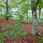 DSCN5803