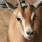 Zoo de Barcelona 03-04-11 745