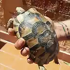 tortuga david animal