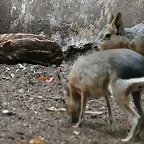 Zoo de Barcelona 03-08-2010 270