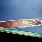 488668461_9849220361776279_1817346532260324579_n