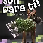 Perro regala ramo de flores