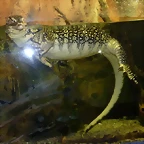 Varanus salvator 2 (12-10-16 Acuario Fluvial de Zaragoza)