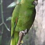 Amazona auropalliata 2
