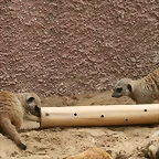 Zoo de Barcelona de 01-09-10 a 03-09-10 583