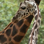 Zoo de Barcelona de 01-09-10 a 03-09-10 553