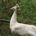 Zoo de Barcelona de 01-09-10 a 03-09-10 556