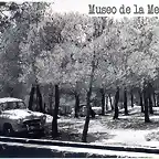 Altura Pineda de la Glorieta Castell?n 1966