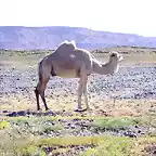 Camello Blanco