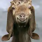 funny-goat