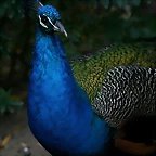 Zoo de Barcelona 23-01-11 537