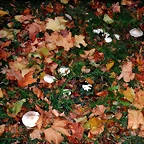 DSCN0641