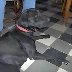 LAYA