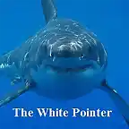 TheWhitePointer