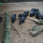 Zoos Wuppertal, Dortmund y Gelsenkirchen 01-10-09 217