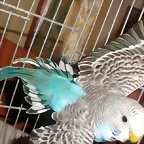 Piruleta volando