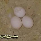 FB_IMG_1535389626314