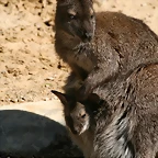 Zoo de Barcelona 19-03-11 726