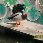 Zoo de Barcelona 19-03-11 1393