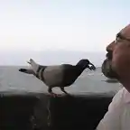 Un pajaro da de comer a ujn humano