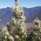 Flor Exotica en las Alturas de Huayán (Huarmey-Ancash)