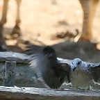 Zoo de Barcelona 20-07-2010 370