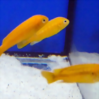 Pseudotropheus interruptus (5-8-17 Zoo Zajac, det as Melanochromis)