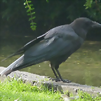 Corvus corone (6-8-17 Zoo K?ln)