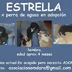 ESTRELLA Sevilla copia