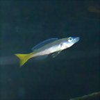 Cyprichromis leptosoma