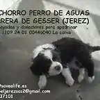 CACHORRO perrera de Gesser