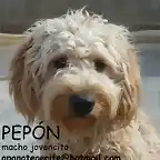 PEPON Tenerife