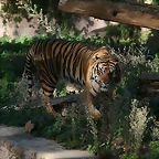 Zoo de Barcelona 05-11-10 051