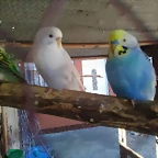 peri 1