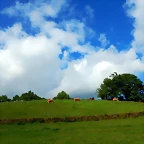 DSCN5217