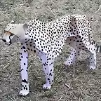 Cheetah (papercraft) by Pendragon