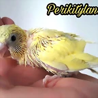 FB_IMG_1499844790044