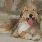 bosco3
