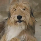 bosco1
