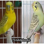 FB_IMG_1565865308314