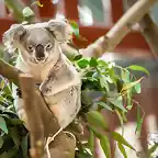 koalas_0