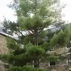 Pinus strobus 2