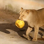 Zoo de Barcelona 07-04-11 729