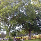 DSCN4101