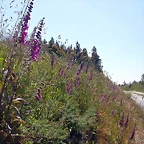 DSCN4001